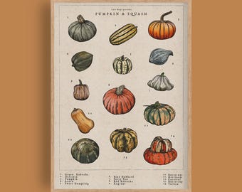 May include: A botanical art print titled PUMPKIN & SQUASH featuring fourteen numbered illustrations of various pumpkins and squash in shades of green, orange, and yellow. The print includes a legend at the bottom listing names for each variety.