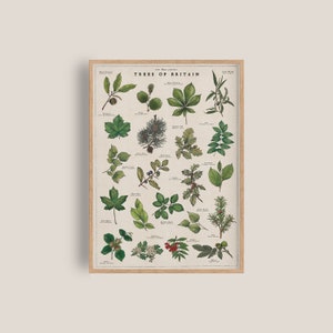 Britische Bäume Poster, Vintage Baum Bestimmung, Wald Wand Kunst, Botanische Illustration Druck, Wildbaum Baumarten Karte