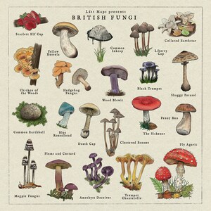 May include: An illustrated chart of British fungi, featuring 16 different types of mushrooms. Each mushroom is labeled with its common name, including the Scarlet Elf Cup, Yellow Russula, Common Inkcap, Liberty Cap, Chicken of the Woods, Hedgehog Fungus, Wood Blewit, Black Trumpet, Shaggy Parasol, Common Earthball, Blue Roundhead, Death Cap, Clustered Bonnet, The Sickener, Fly Agaric, Plums and Custard, Magpie Fungus, Amethyst Deceiver, and Trumpet Chanterelle.