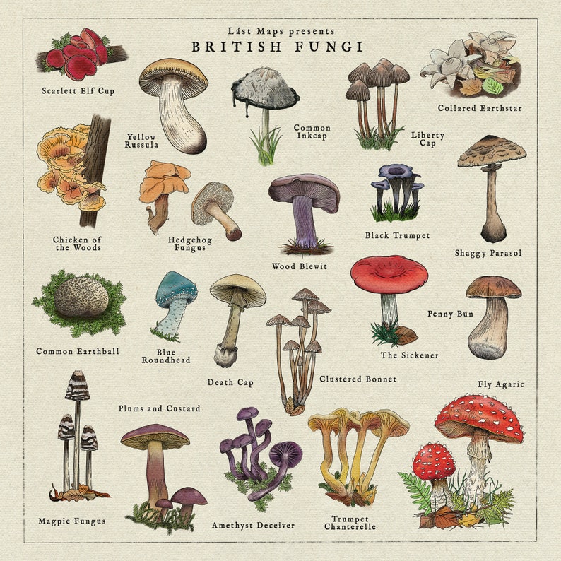 May include: An illustrated chart of British fungi, featuring 16 different types of mushrooms. Each mushroom is labeled with its common name, including the Scarlet Elf Cup, Yellow Russula, Common Inkcap, Liberty Cap, Chicken of the Woods, Hedgehog Fungus, Wood Blewit, Black Trumpet, Shaggy Parasol, Common Earthball, Blue Roundhead, Death Cap, Clustered Bonnet, The Sickener, Fly Agaric, Plums and Custard, Magpie Fungus, Amethyst Deceiver, and Trumpet Chanterelle.