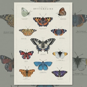 May include: A vintage-style poster featuring illustrations of various butterflies, including the Painted Lady, Red Admiral, Small Tortoiseshell, and Swallowtail. The poster is titled "Butterflies" and includes the scientific names of each butterfly.