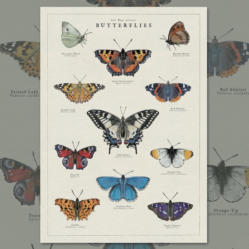 May include: A vintage-style poster featuring illustrations of various butterflies, including the Painted Lady, Red Admiral, Small Tortoiseshell, and Swallowtail. The poster is titled "Butterflies" and includes the scientific names of each butterfly.
