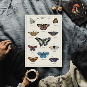 May include: A vintage-style poster featuring illustrations of different butterfly species. Each butterfly is labelled with its common name and scientific name. The poster has a cream background with black text and is titled "Butterflies".
