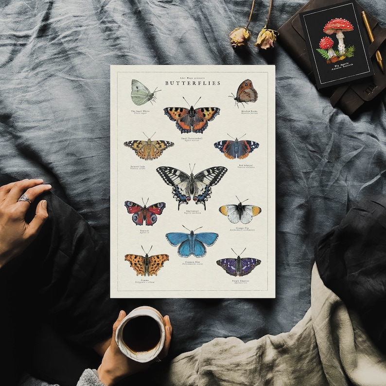 May include: A vintage-style poster featuring illustrations of different butterfly species. Each butterfly is labelled with its common name and scientific name. The poster has a cream background with black text and is titled "Butterflies".