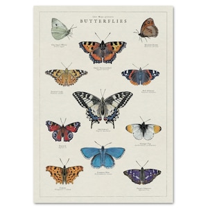 May include: A vintage-style poster featuring illustrations of 10 different types of butterflies. Each butterfly is labelled with its common name and scientific name. The poster has a light beige background and the text is in black.