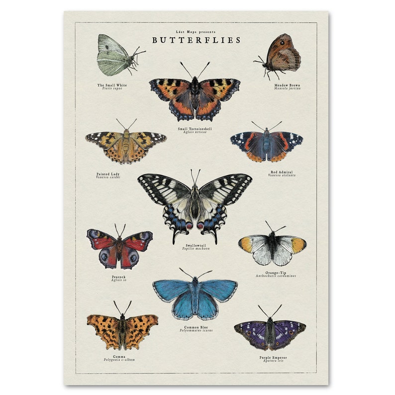 May include: A vintage-style poster featuring illustrations of 10 different types of butterflies. Each butterfly is labelled with its common name and scientific name. The poster has a light beige background and the text is in black.
