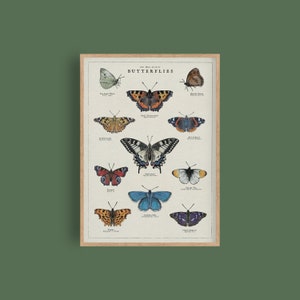 May include: A vintage-style poster featuring illustrations of 12 different types of butterflies. Each butterfly is labelled with its common name and scientific name. The poster has a light brown background and a wooden frame.