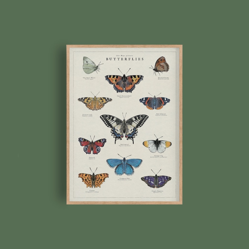 May include: A vintage-style poster featuring illustrations of 12 different types of butterflies. Each butterfly is labelled with its common name and scientific name. The poster has a light brown background and a wooden frame.
