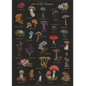 wild mushroom art work. colourful inked mushrooms on black paper. variety of wild mushrooms founds in the uk.