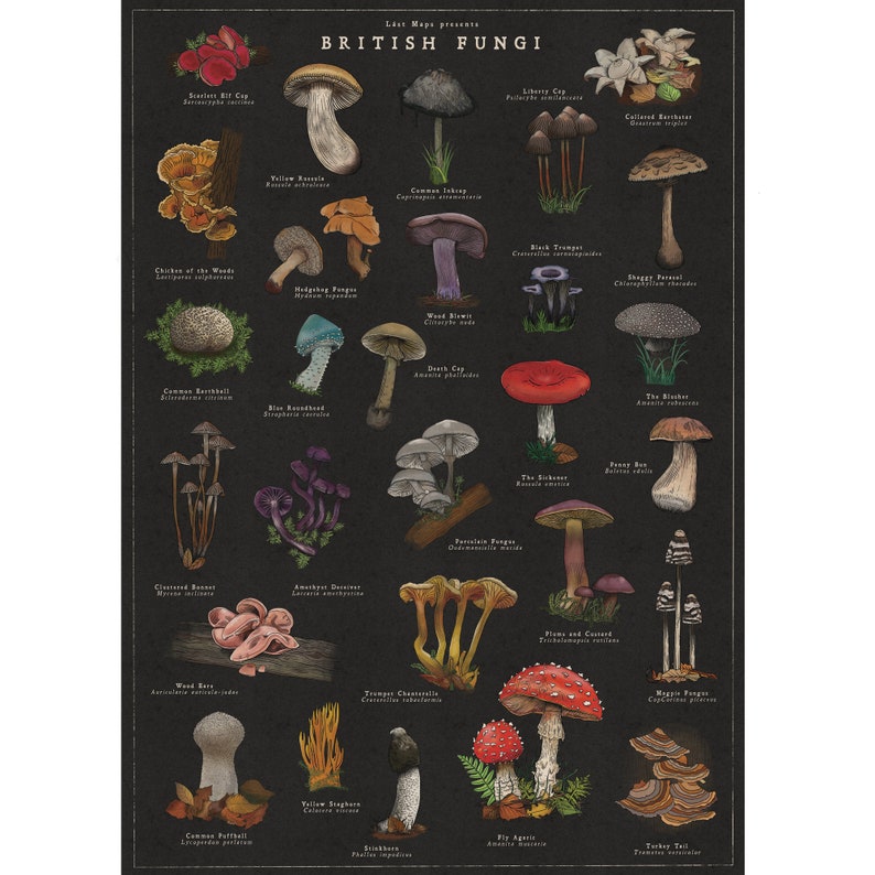 wild mushroom art work. colourful inked mushrooms on black paper. variety of wild mushrooms founds in the uk.