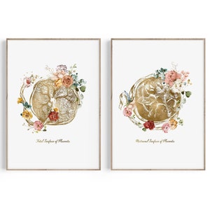 Placenta Anatomy Art, Maternal Placenta, Fetal Placenta, Umbilical Cord Print, Fetal Development,  Pregnancy, Birth, OBGYN, Midwife, Doula