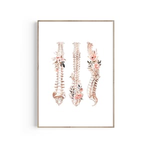 Spine Anatomy Poster, Human Spine Print, Chiropractor Gift, Physical Therapist, Physiotherapist , Orthopedic Doctor Gift,  Spinal Cord Art