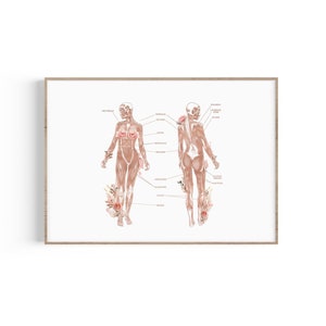 Female Anatomical Muscular System, Medical Art Prints, Anatomy Floral Art, Muscles Art, Muscle Print, Physical Therapy Gift, Chiropractor
