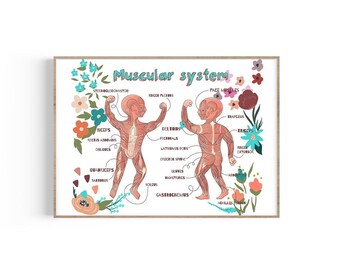 Muscular System, Human Body Anatomy Art, Anatomical System, Muscles Art Print, Physical Therapy Gift, Chiropractor Gift, Pediatrician Gift