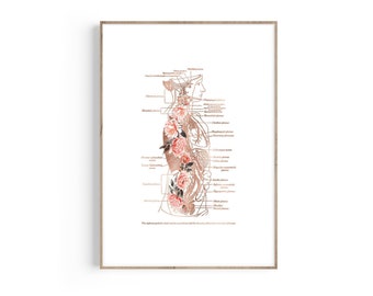 Lámina de anatomía floral: Órganos humanos, decoración médica (descarga digital)