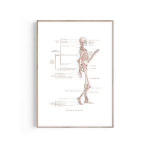 Anatomical Skeleton Medical Art Prints, Anatomy Floral Art, Labeled Skeleton Art, Skeletal System Prints, Orthopedic Gift, Chiropractor Gift