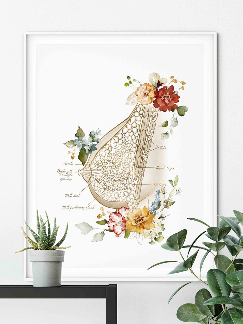Breast Anatomy Print Mammary Gland Print OBGYN Art Breast - Etsy