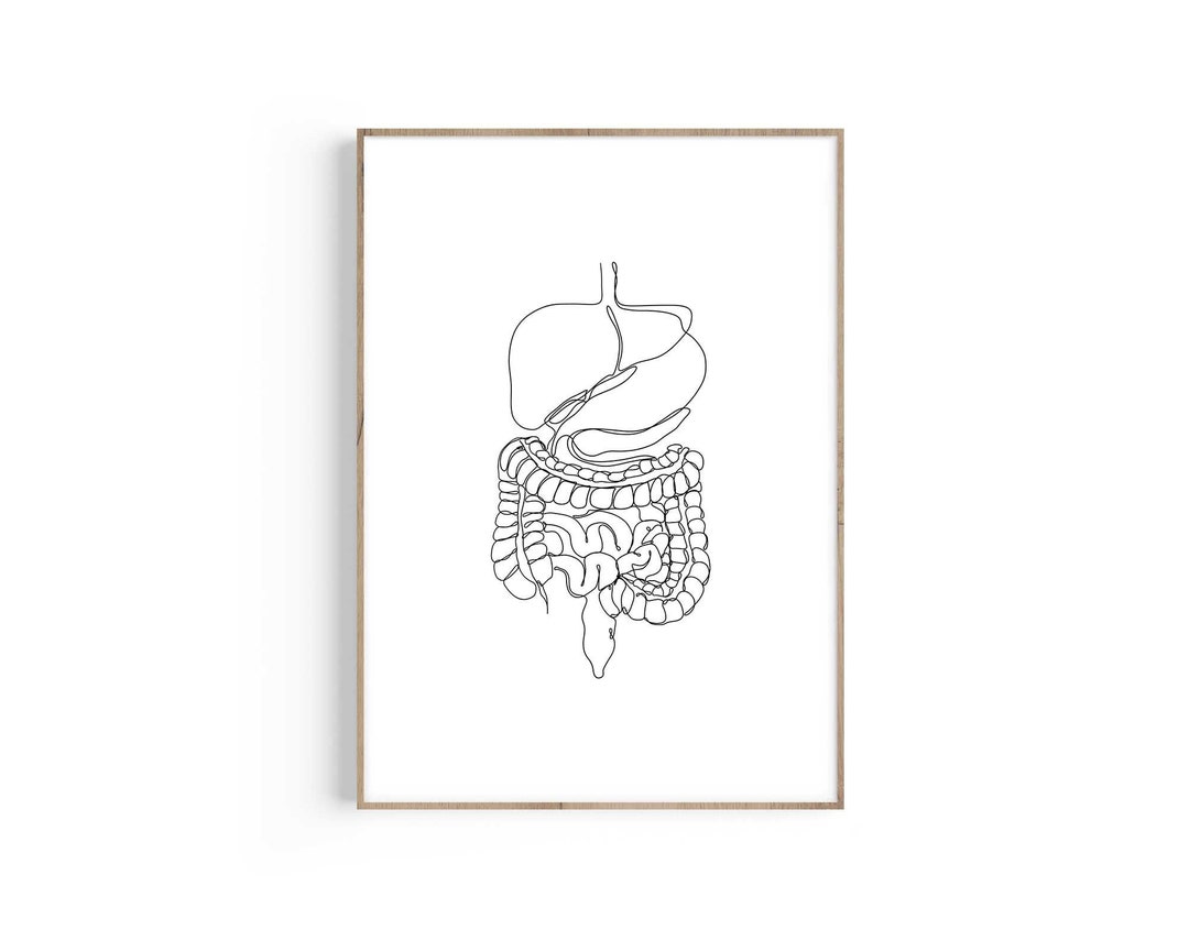 Digestive System Anatomy, Stomach Anatomy Art, Gastroenterologist Gift ...
