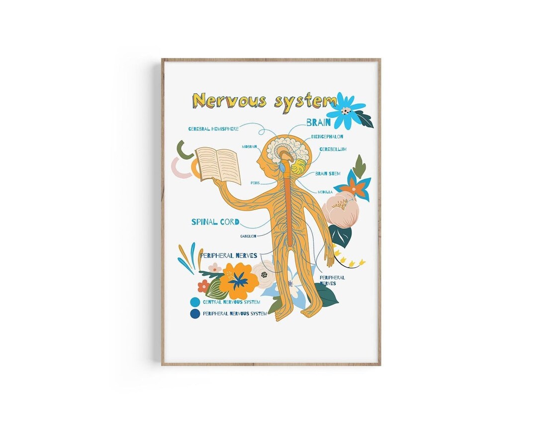 Nervous System Anatomy Art Print: Neurology Gift (digital Download) - Etsy