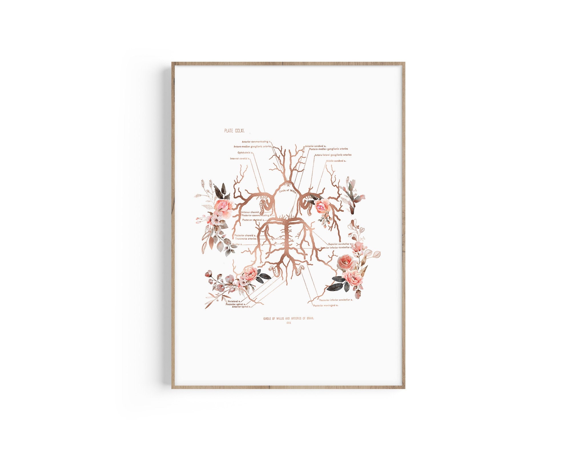 Circle Of Willis Diagram Blank