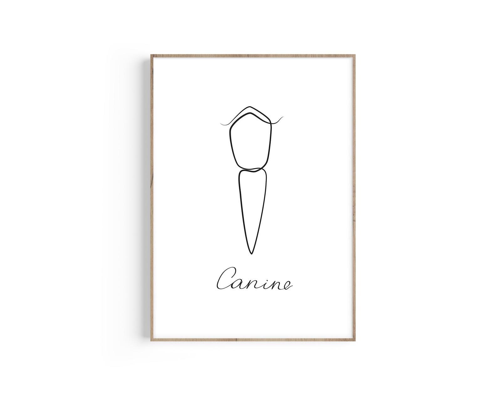 Canine Tooth One Line Art Dentist Gift Dentist Anatomy Art Etsy