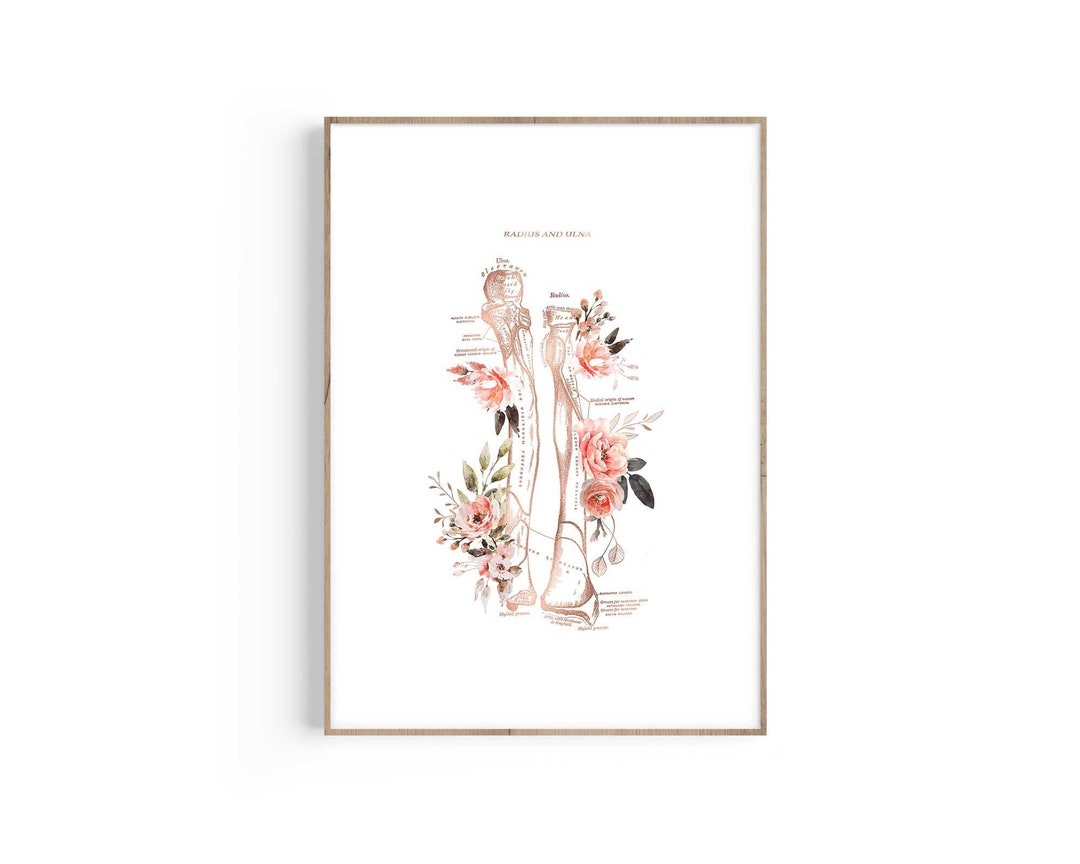 Radius Ulna Bones, Types of Bones, Skeleton Medical Art Prints, Anatomy ...