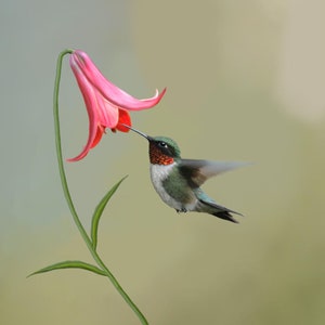 Ruby-throated Hummingbird Art Print, Bird Art, Hummingbird Painting, Home Decor, Backyard Birds, Nature Art, Canada Lily, Flower, NatureGift