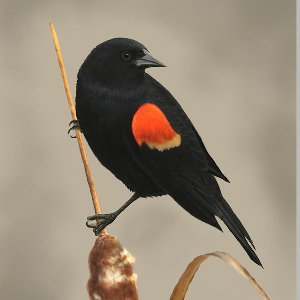 Red-winged Blackbird Art Print, Red-winged Blackbird Painting, Bird Art, Home Decor, Nature Print, Cattail, Marsh, Spring, Wall Art
