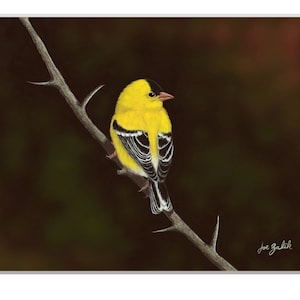 American Goldfinch Art Print, Bird Art, Goldfinch Painting, Home Decor, Backyard Birds, Yellow, Nature Print, Wall Art, Bird Print, Watching