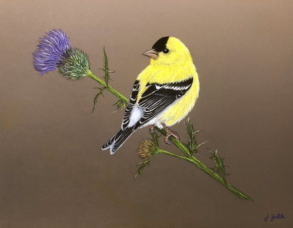 American Goldfinch Art Print American Goldfinch Painting Etsy