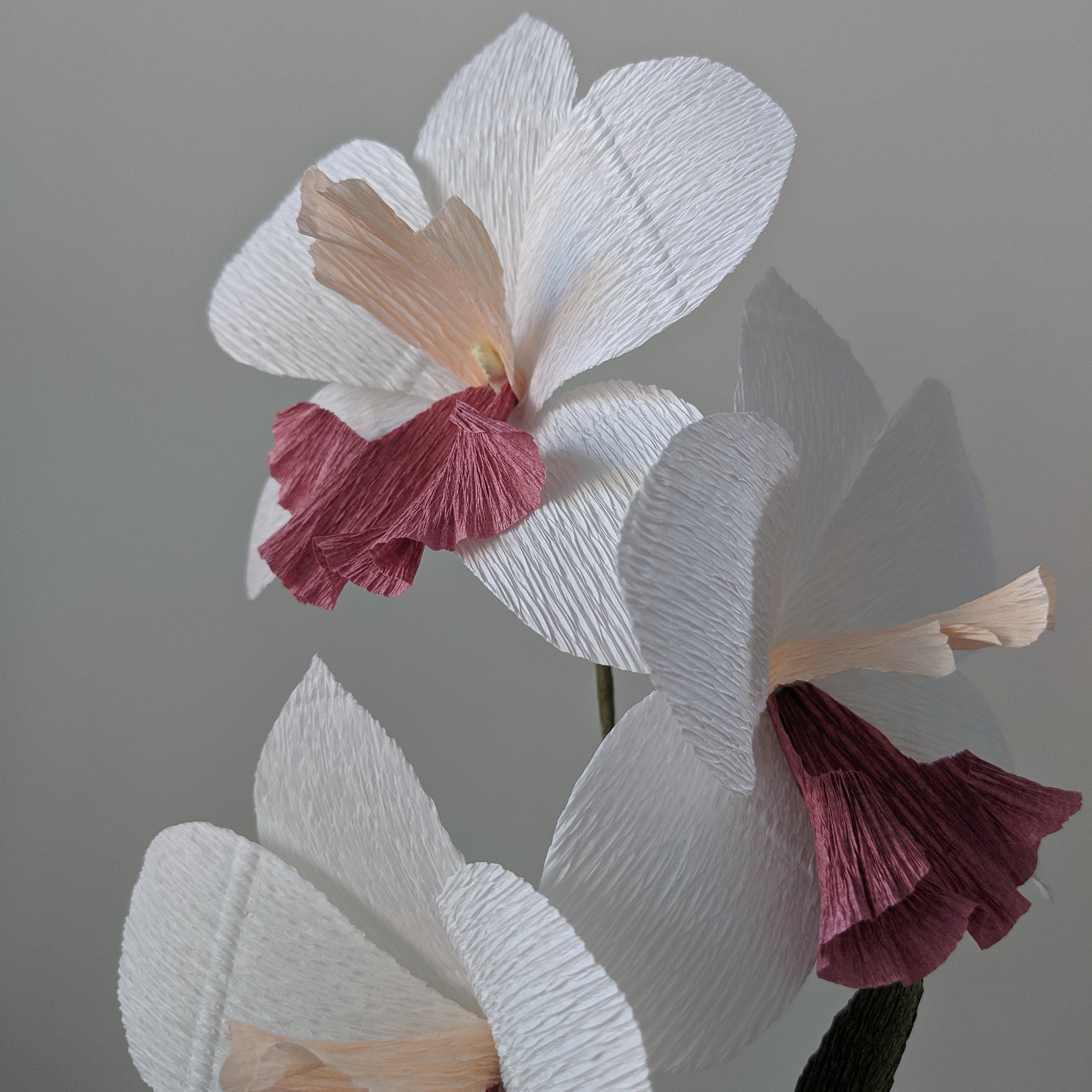 Downloadable Crepe Paper Orchid Template/pdf Printable Etsy