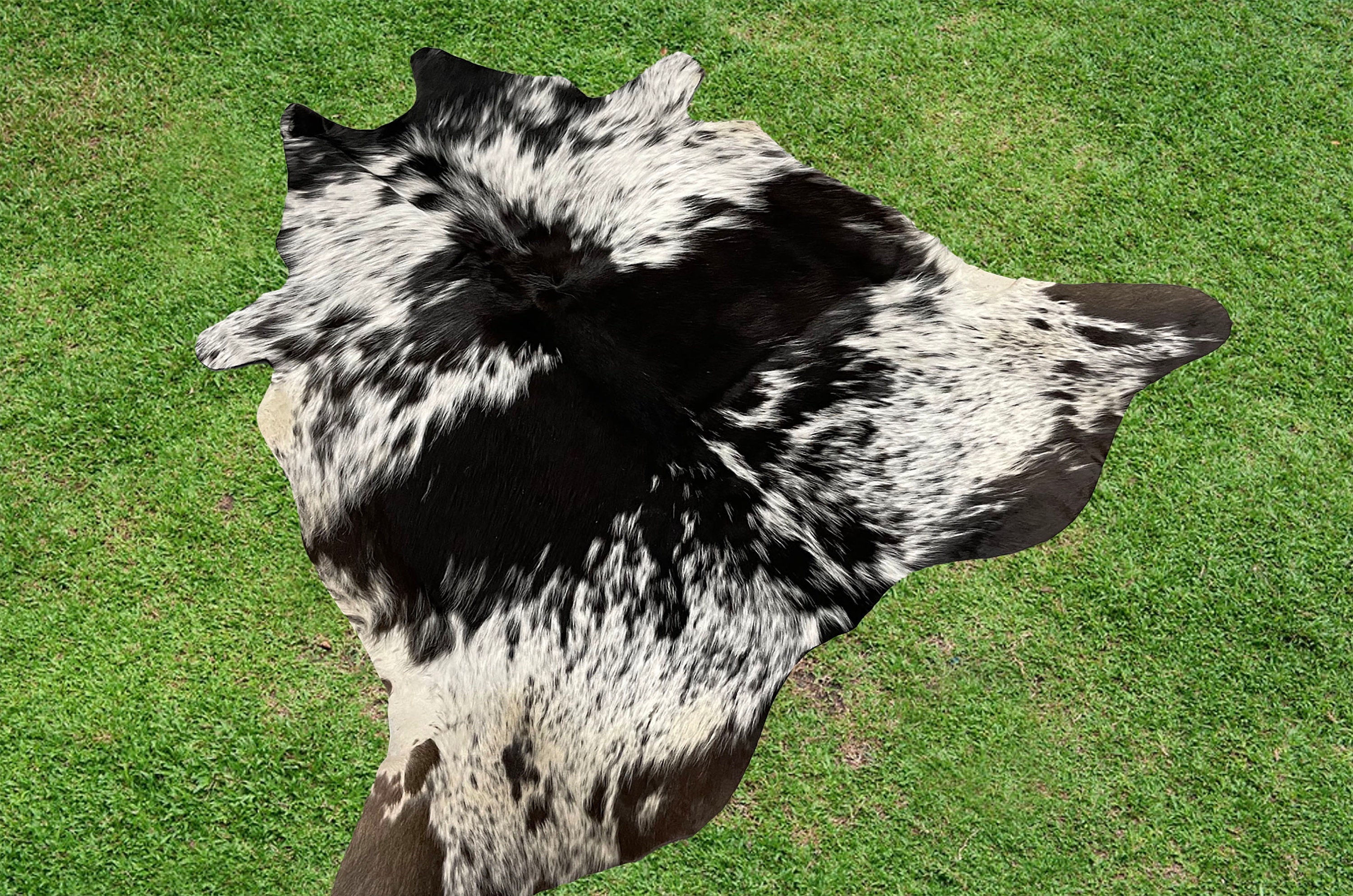 Small Cowhide Rug Black Real Hair on Cow Hide Skin Print Etsy