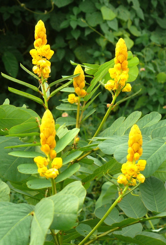 Cassia Alata / Senna Alata / Candle bush / Ringworm bush 30 | Etsy