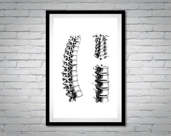 Human Anatomy Print | Spine | Skeleton Bones Poster Digital Print Instant Download