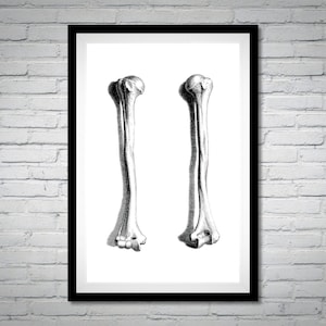 Die menschliche Anatomie Knochen | Skeleton Poster Digital Print Instant Download