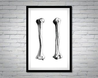Human Anatomy Print | Bones | Skeleton Poster Digital Print Instant Download