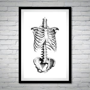 May include: Black and white anatomical illustration of a human rib cage and spine.