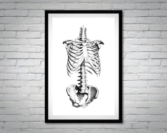 Impression de l’anatomie humaine | Squelette (vue de face) | Crâne affiche impression numérique téléchargement immédiat