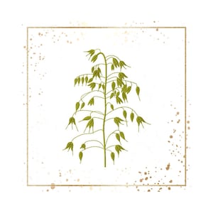 Può includere: Una pianta di avena verde con un unico stelo e molti rami di foglie verdi. La pianta è posizionata su uno sfondo bianco con macchie dorate e una cornice dorata.