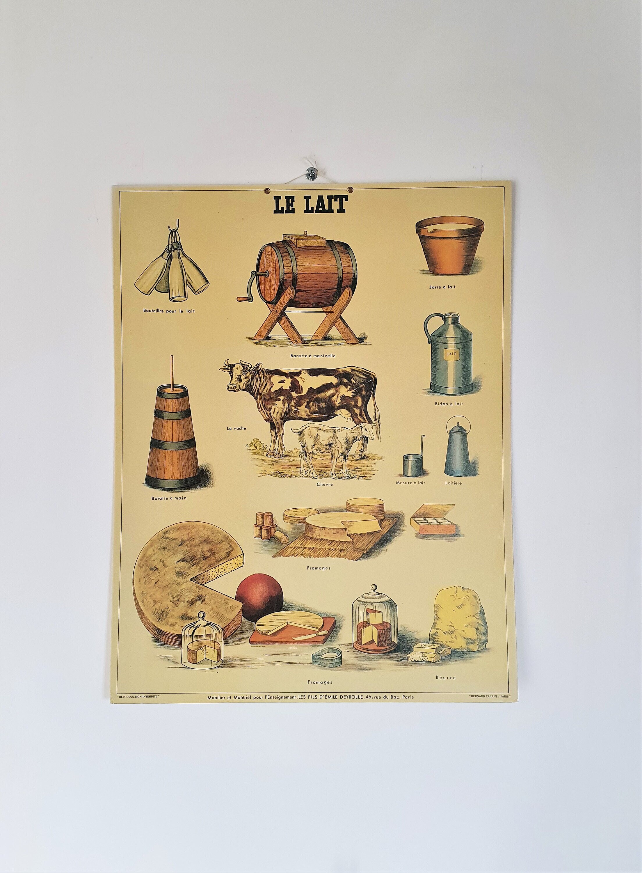 Affiche Pédagogique//Panneau Pédagogique//Affiche Le Lait//Planche Éducative//Planche Deyrolle//Affi