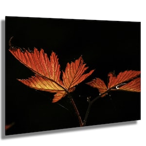 Purpurrotes Juwel – Rotes Ahornblatt, Stanley Park Vancouver | Herbst Natur Fotografie Druck