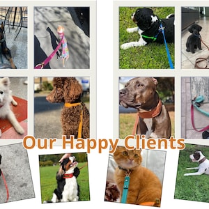 May include: A collage of images featuring various dogs and a cat wearing collars and leashes. The pets are of different breeds and colors, with some wearing colorful collars. The text "Our Happy Clients" is displayed in the center.