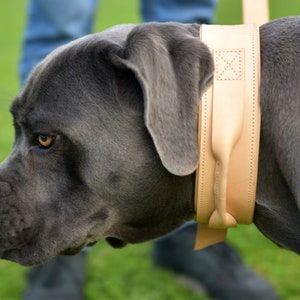 Op de afbeelding: Een grijze Cane Corso hond met een bruine leren halsband met stiksels. De hond kijkt naar de zijkant met zijn mond dicht.