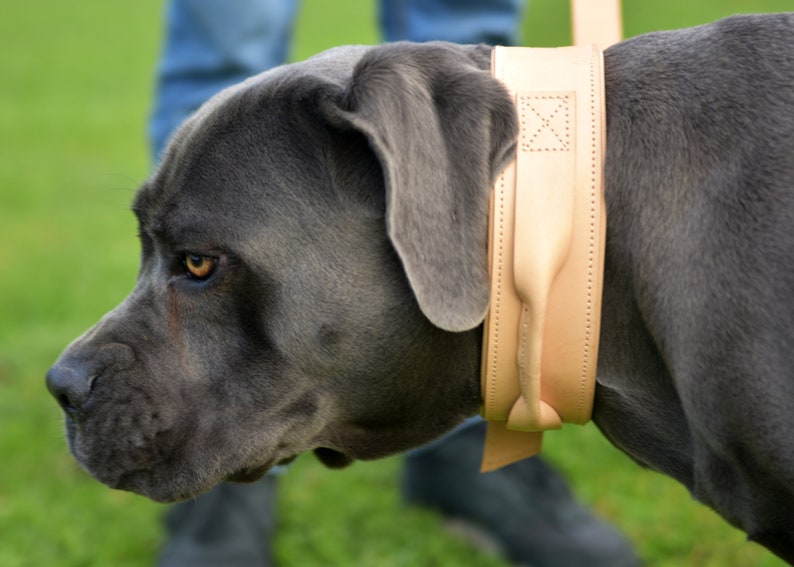 Op de afbeelding: Een grijze Cane Corso hond met een bruine leren halsband met stiksels. De hond kijkt naar de zijkant met zijn mond dicht.