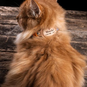 Könnte beinhalten: Eine flauschige, orangefarbene Katze mit einem hellbraunen Lederhalsband, auf dem der Name "Mochi" und eine Telefonnummer stehen. Die Katze ist von der Seite zu sehen, mit leicht unscharfem Fell.