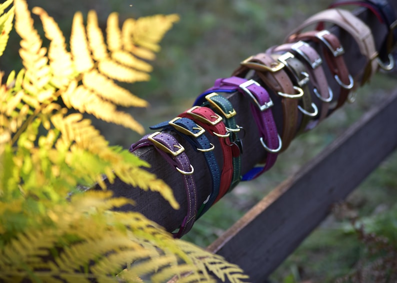 Puede incluir: Una colecci&oacute;n de collares de cuero en varios colores, incluyendo morado, azul, rojo, verde, marr&oacute;n y beige, cada uno con una hebilla de metal y una anilla en D. Los collares est&aacute;n dispuestos en fila, mostrando diferentes tonos y herrajes met&aacute;licos.