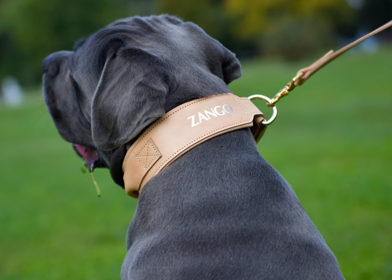 Op de afbeelding: Een grijze hond met een bruine leren halsband met de naam "ZANGO" erop gegraveerd. De hond is aan de lijn.