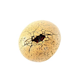 Peut inclure: Un œuf craquelé de couleur beige avec une texture rugueuse. La coquille est brisée, révélant un intérieur sombre et deux petits globes rouges. L'œuf semble être un objet décoratif ou une sculpture unique.