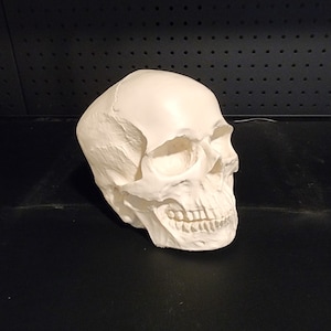 Full-Size Resin Skull Replica - Realistic Anatomical Model