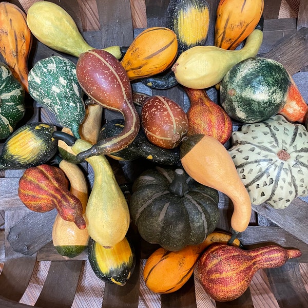 Foam squash and gourds, Fall, Thanksgiving